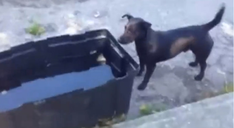 VIDEO Psićeva urnebesna reakcija na kupanje nasmijat će vas do suza