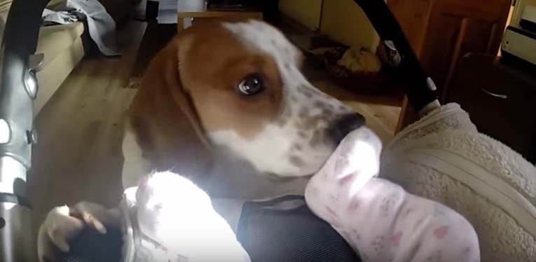 VIDEO Pesonja je prvi puta sreo bebu svojih vlasnika i njegova je reakcija predivna