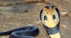 VIDEO Vlasnika ugrizao otrovni ljubimac - kraljevska kobra: Kad se probudi iz kome čeka ga novi šok!