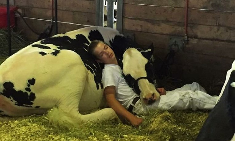 Umorni dječak i njegova krava nakon neuspješnog dana na sajmu stoke zaspali i osvojili Internet