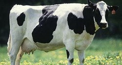 U Hrvatskoj su "lude krave" pod kontrolom