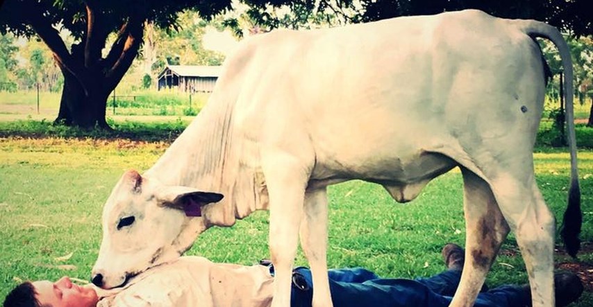 FOTO Ova kravica misli da je pas, a vlasnicima je pripremila pravo iznenađenje