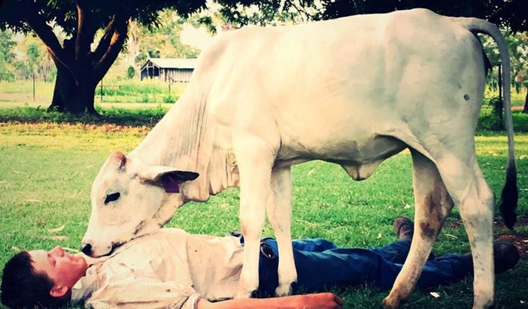 FOTO Ova kravica misli da je pas, a vlasnicima je pripremila pravo iznenađenje