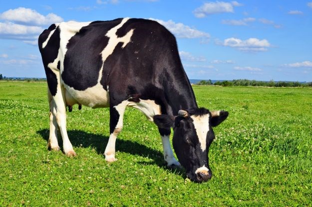 U Sloveniji zabilježen prvi slučaj kravljeg ludila nakon osam godina