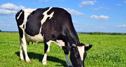 U Sloveniji zabilježen prvi slučaj kravljeg ludila nakon osam godina