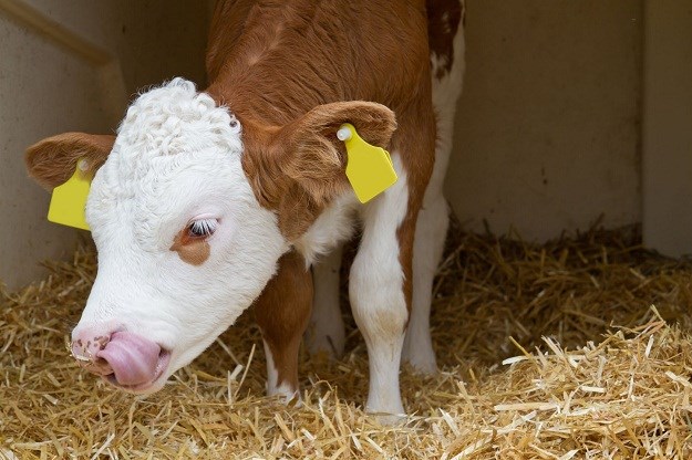 U Sloveniji se na dvjema kravama pojavila bolest plavog jezika