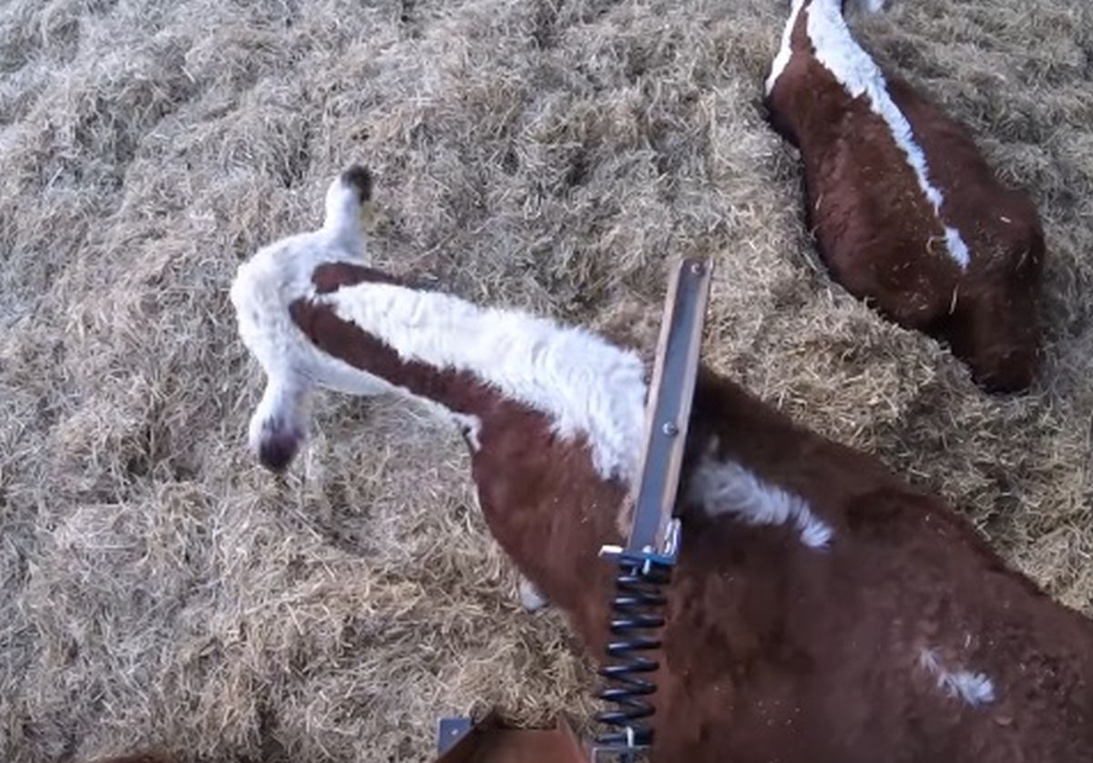 VIDEO Morate vidjeti što ove urnebesne krave rade kada ih nitko ne gleda