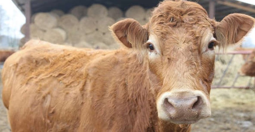 Buntovna krava pobjegla putem u klaonicu: Probila ogradu, slomila ruku radniku i otplivala u slobodu