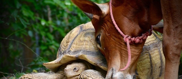 Ovo je definitivno najneobičnije prijateljstvo u životinjskom carstvu