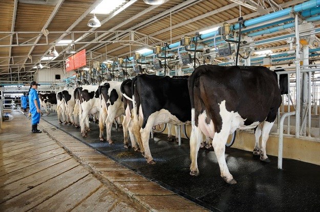 Isplaćena interventna potpora mljekarima: 5400 mljekara dobilo 24,7 milijuna kuna