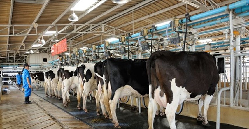 Ugroženo 110.000 goveda: 2500 farmi na istoku Hrvatske u opasnosti od tropske bolesti
