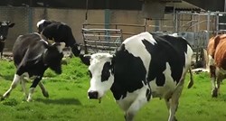 Nakon nekoliko mjeseci pustili su krave na livadu, njihova reakcija govori više od tisuću riječi