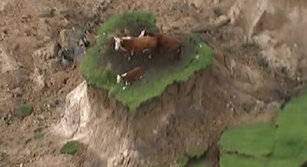 Ovo se rijetko viđa: Pogledajte što se nakon potresa dogodilo jadnim kravama