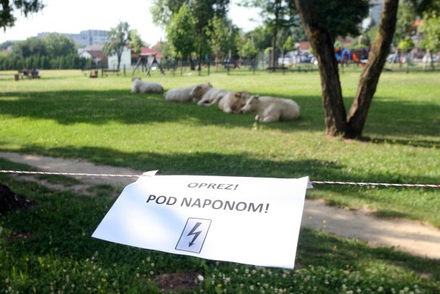 Doveli krave ispred Ministarstva poljoprivrede u znak prosvjeda zbog, kako tvrde, oduzetog zemljišta