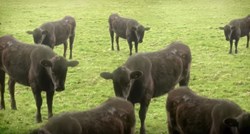 Čak 13 krava skočilo s litice u smrt: Što ih je natjeralo na to?