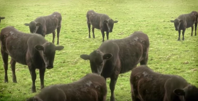 Čak 13 krava skočilo s litice u smrt: Što ih je natjeralo na to?
