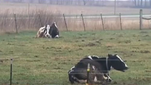Neobična krađa: Ukradena sperma bika vrijedna 60.000 eura