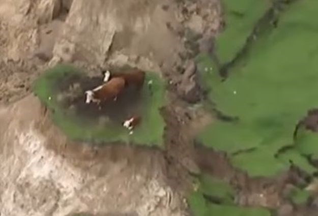 VIDEO Ovo su najsretnije krave na svijetu