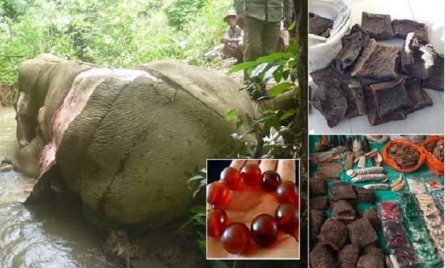 Tragična fotografija mrtvog slona otkriva surovu stvarnost ilegalne trgovine kožom