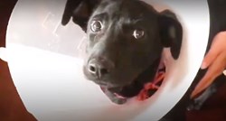 VIDEO Spasio je maleno štene čija je šapa ostala zaglavljena u zamci za životinje