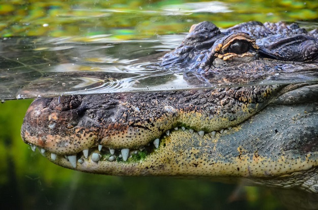 Opasno mjesto za život: Pogledajte kakvi krokodili žive na Šri Lanci