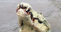 Žena u Namibiji iščupala muža iz krokodilovih čeljusti
