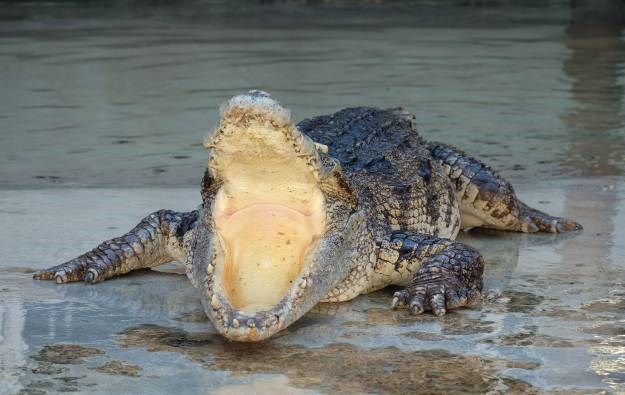 Provalnik na Floridi pobjegao policiji, skočio u jezero pa ga ubio krokodil