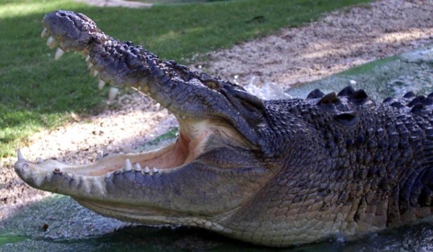 Osvetio se krokodilu četiri mjeseca nakon što mu je pojeo trudnu suprugu