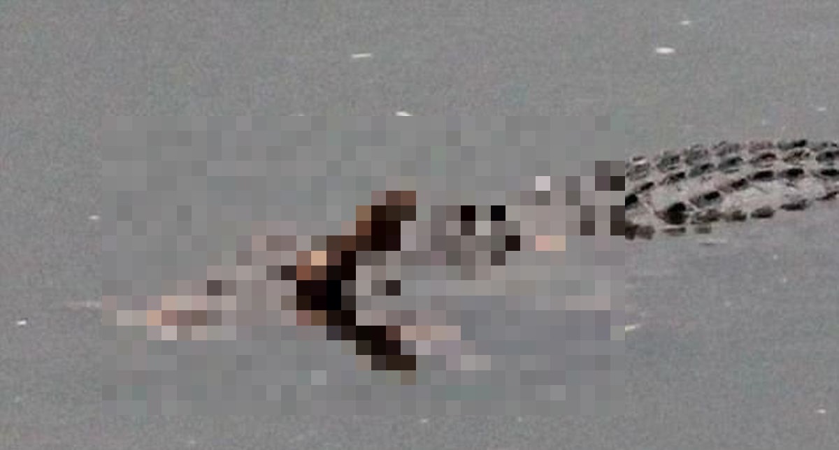 UZNEMIRUJUĆA FOTOGRAFIJA Krokodil progutao psića  pred očima izbezumljene vlasnice