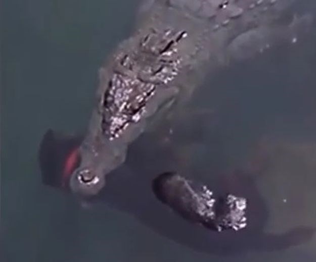 Snimka koja je zgrozila svijet: Divovski krokodil satima plivao s psićem u raljama