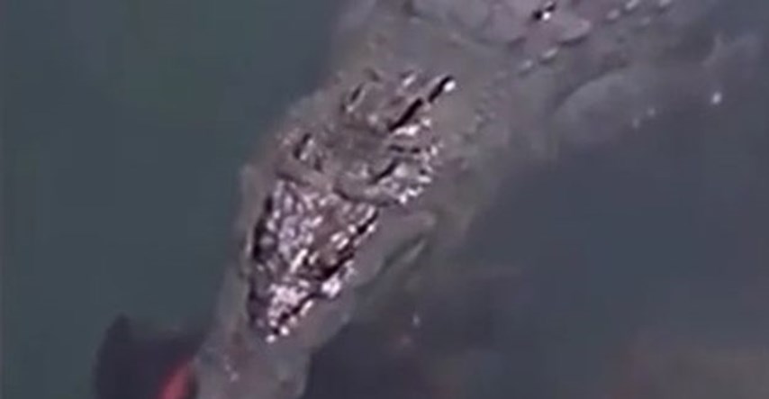 Snimka koja je zgrozila svijet: Divovski krokodil satima plivao s psićem u raljama