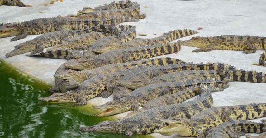 Honduras: 10,000 krokodila umire od gladi na imanju moćne obitelji optužene za pranje novca