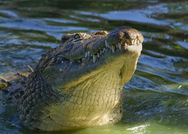Šokantna snimka: Krokodil  napao i ubio psa!