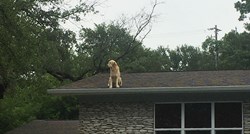 Umorni od ljudi koji im kucaju na vrata zbog psa na krovu, njegovi vlasnici odlučili su im napisati poruku