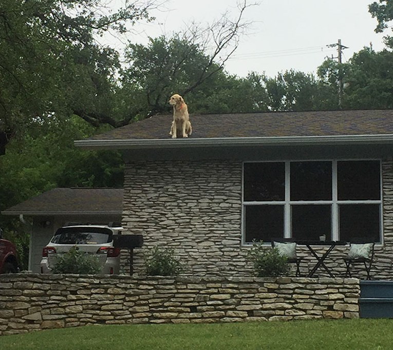 Umorni od ljudi koji im kucaju na vrata zbog psa na krovu, njegovi vlasnici odlučili su im napisati poruku
