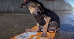 VIDEO Netko mu je odrezao šapicu i veterinari kažu da je pravo čudo što je preživio