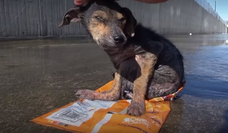 VIDEO Netko mu je odrezao šapicu i veterinari kažu da je pravo čudo što je preživio