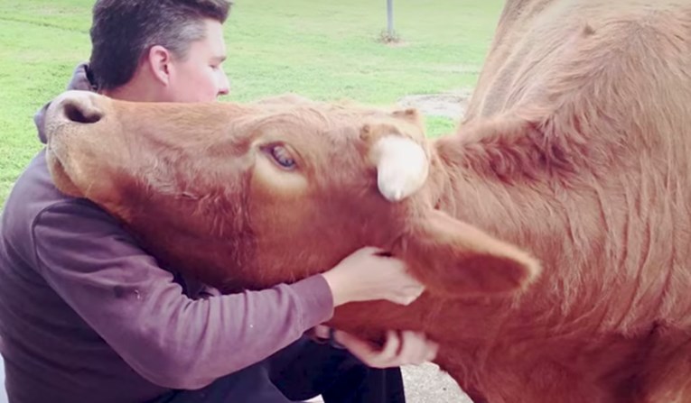 VIDEO Spasili su kravu koju nitko nije htio, a onda su otkrili nešto nevjerojatno