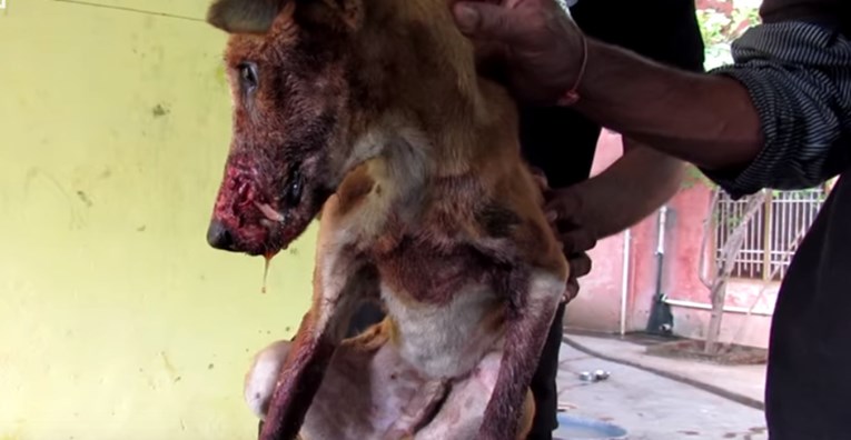 VIDEO Psića s brutalnim ozljedama ostavili su da umre u mukama