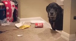 VIDEO Ovi su psi napravili glupost, a njihovi ih izrazi lica potpuno odaju