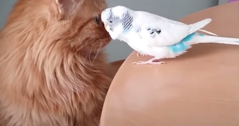 VIDEO Neobično prijateljstvo između mace i papige nešto je što svatko mora vidjeti