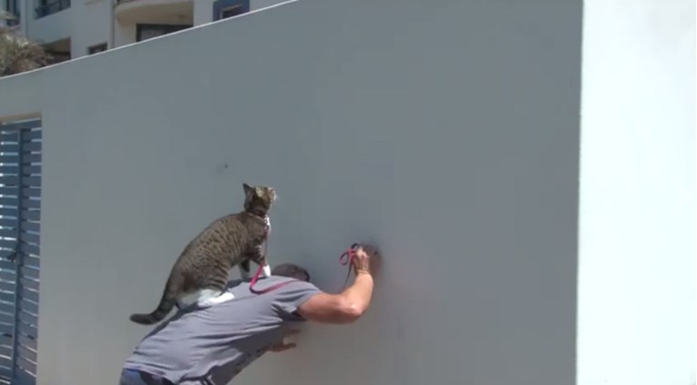 VIDEO Ovo je najtalentiranija mačka na svijetu čije će vas sposobnosti zadiviti