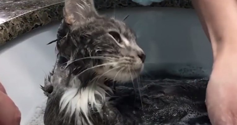 VIDEO Ova je maca doživjela svoje prvo kupanje i apsolutno uživa u tome