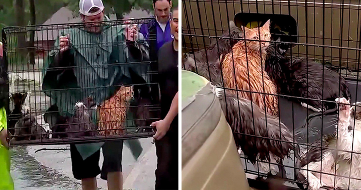 Ljudi su odbili otići na sigurno kako bi spasili mace koje su ostale zatočene nakon poplave u Houstonu
