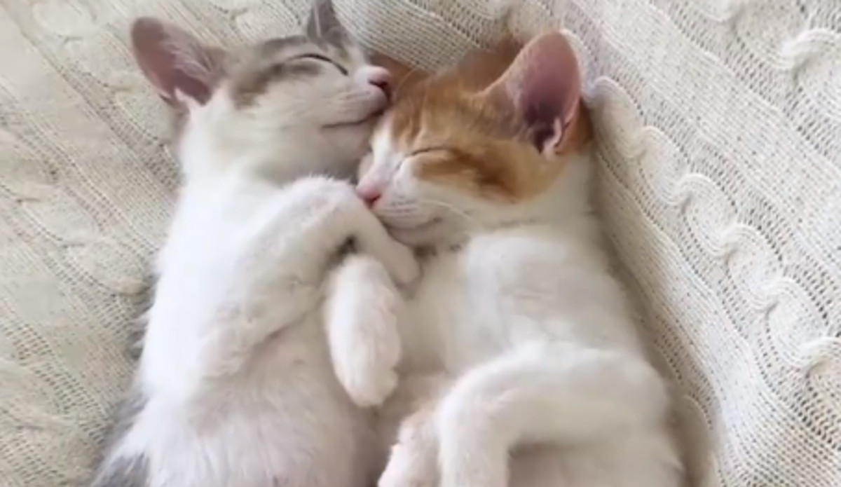 VIDEO Ove mace spavaju na najslađi mogući način
