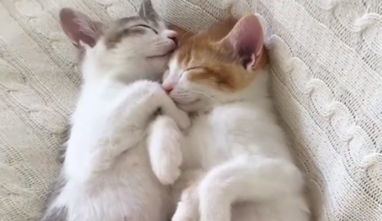 VIDEO Ove mace spavaju na najslađi mogući način