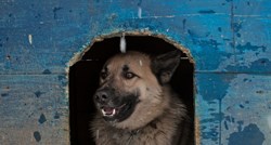 VIDEO Beograđanin bez imalo srama ukrao kućicu za napuštene pse!