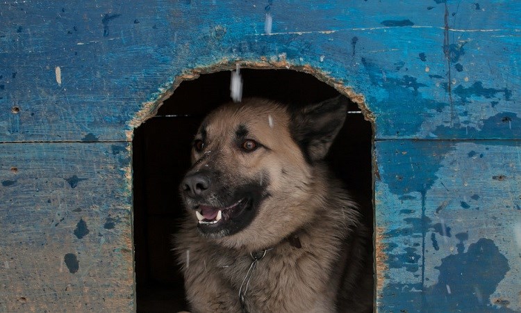 VIDEO Beograđanin bez imalo srama ukrao kućicu za napuštene pse!