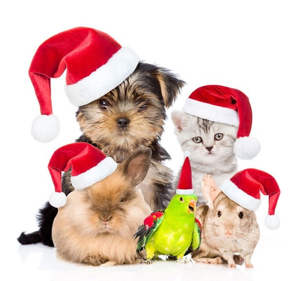 The best of: Najljepše božićne pjesme koje ´pjevaju´ životinje! Vaš favorit?