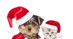 The best of: Najljepše božićne pjesme koje ´pjevaju´ životinje! Vaš favorit?
